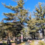 Group of trees and gravestones