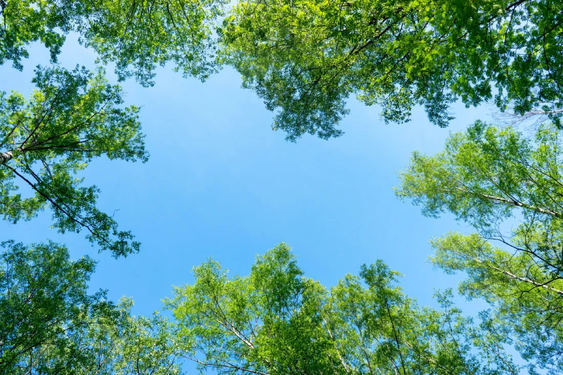 Looking up at the tree tops